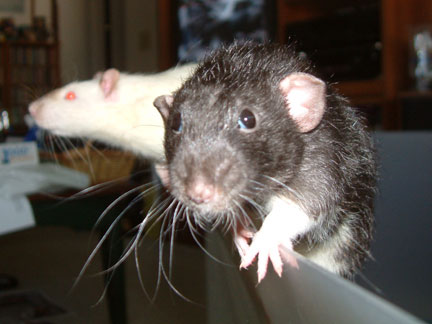 hamish